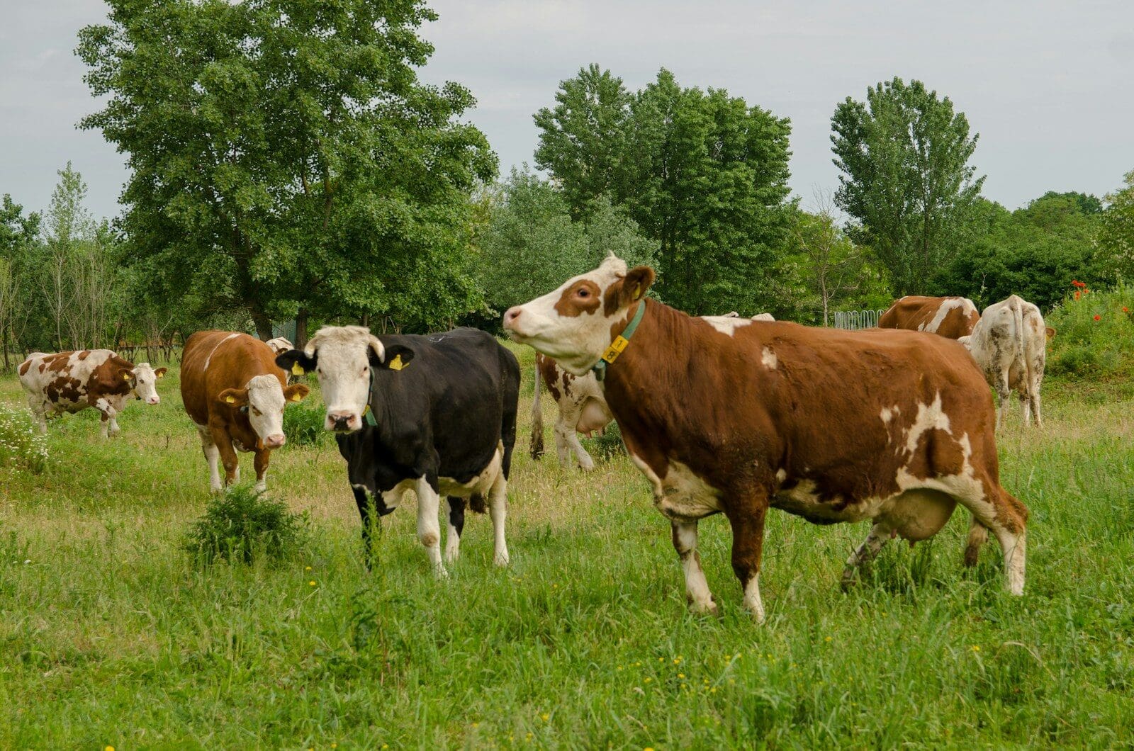 Drought, Heat and Livestock: Is Your Farm Policy Covering the Risks?
